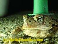 /home//u458753944/public_html/sourcegallery///////Roxborough Toad Detour/2013-2019/2017/P3250658.JPG